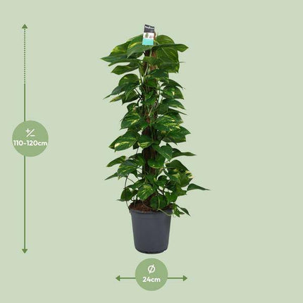 Efeutute Scindapsus Epipremnum – Ø24cm – ↕120cm – Pflegeleichte Rankpflanze & luftreinigende Zimmerpflanze – Große Grünpflanze für Wohnzimmer, Büro & Wintergarten