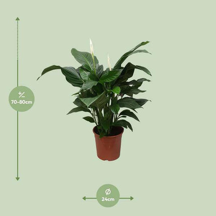 Einblatt Spathiphyllum Sweet Silvana – Ø24cm – ↕80cm – Pflegeleichte Friedenslilie mit weißen Blüten – Luftreinigende Zimmerpflanze für Wohnzimmer, Büro & Schlafzimmer