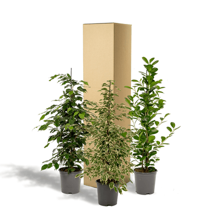 Pflanzenset Ficus Benjamina Danielle + Twilight + Microcarpa Moclame – Zimmerpflanzen – je Ø21cm – ca. 95cm Höhe – Luftreinigende grüne Schönheiten für helle Innenräume