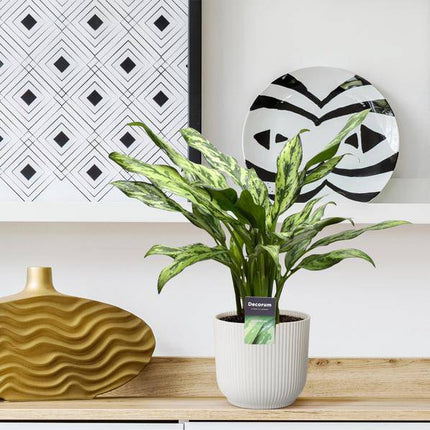 Aglaonema Juliette – Kolbenfaden – Zimmerpflanze – Tropische Blattschmuckpflanze – Pflegeleicht – Exotische Dekopflanze – ↕40cm – Ø12cm