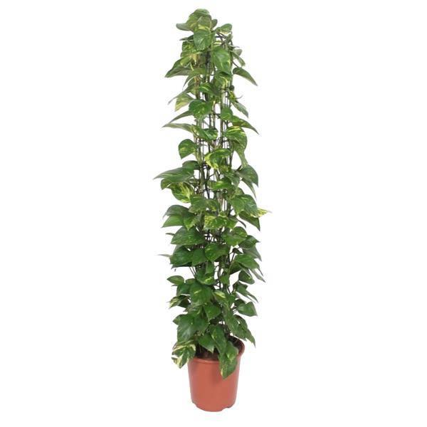 Efeutute – Epipremnum Aureum – Zimmerpflanze – 160 cm hoch – Ø27 cm Topf – Mit Rankgitter – Pflegeleicht & luftreinigend – Grün mit gelben Akzenten – Für Wohnzimmer & Büro