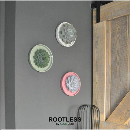 Sukkulente – Echeveria pulidonis Rootless – Ø20cm Schale „Grün“ – Zimmerpflanze ohne Wurzeln – Pflegeleichte Schnitt-Sukkulente als Deko & Tischschmuck