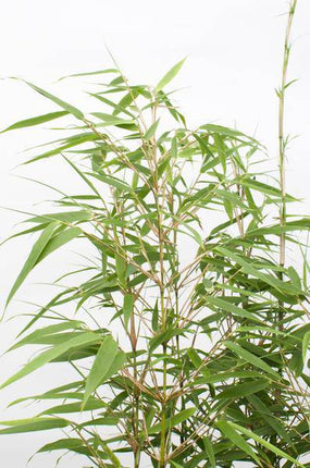 Schirmbambus Fargesia rufa Ø19cm ↕60cm – hochwertiges Produkt für Pflanzen, Garten, Zuhause, Dekoration & moderne Einrichtung
