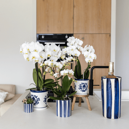 Pflanzset Phalaenopsis Orchidee Amabilis Weiß & Sukkulente Crassula Hobbit – Im blauen Painted Stripe Keramiktopf Ø9cm + Ø6cm