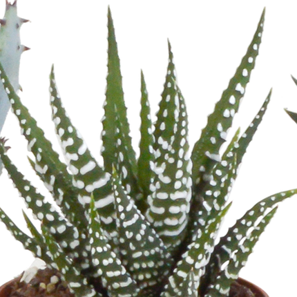 Sukkulenten Mix Gasteria & Haworthia – 5 Pflanzen – Ø5,5cm Zimmerpflanzen im weißen Topf – Verschiedene Mini-Sukkulenten – Pflegeleichte Pflanzen für Fensterbank, Büro & Wohnzimmer