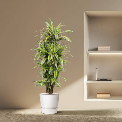 Drachenbaum Dracaena Lemon Lime – 150cm hoch – Ø30cm – Auffällige Zimmerpflanze mit gelbgrünem Blattwerk – Pflegeleicht & robust – Für Wohnzimmer, Büro & Innenräume