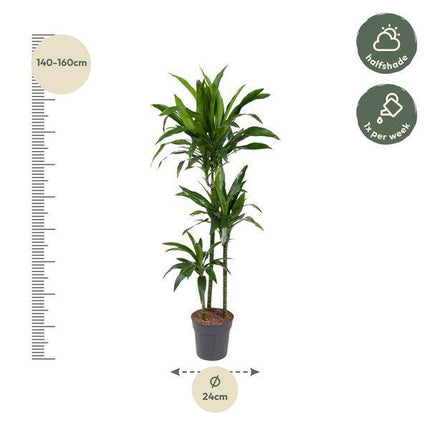 Drachenbaum – Dracaena Janet Craig 150cm – Ø24cm – Zimmerpflanze mit breiten dunkelgrünen Blättern – Elegante pflegeleichte Grünpflanze für Wohnzimmer, Büro & Wintergarten
