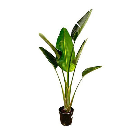 Baum – Strelitzie – Strelitzia Augusta – Weißer Paradiesvogel – Zimmerpflanze – 180cm – Ø30cm – Tropische Grünpflanze für Wohnzimmer und Büro