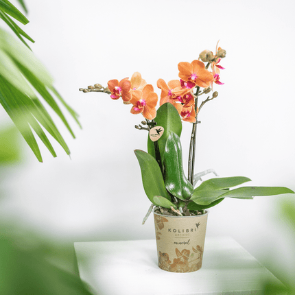 Phalaenopsis Orchideen Bozen Orange – 4 Orchideen – Topfgröße Ø9cm – Zimmerpflanzen Set mit kräftigen Blütenstielen – elegante Orchideen Dekoration