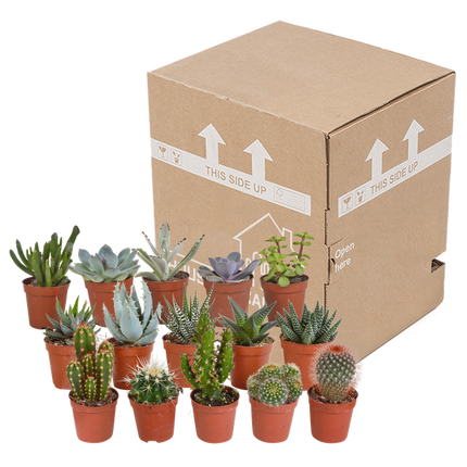 Kakteen und Sukkulenten Mix – 15 Pflanzen – Ø5,5cm Zimmerpflanzen – Verschiedene Arten wie Cereus, Echeveria, Haworthia & Crassula