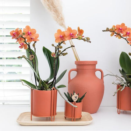 Phalaenopsis Orchidee „Mineral Bolzano“ – Orange – Ø9cm – Blühende Zimmerpflanze mit 2–3 Zweigen – Leuchtender Farbakzent