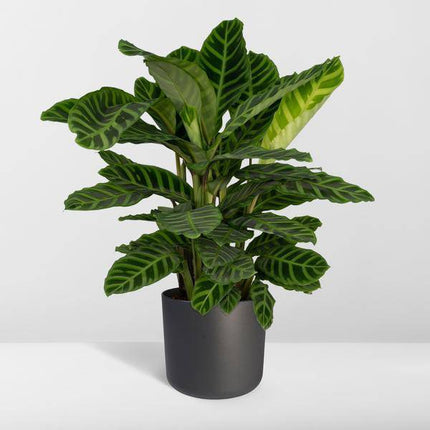Calathea Zebrina – Pfauenpflanze – Zimmerpflanze – Ø19cm x ↕80cm – Tropische Blattpflanze mit Zebramuster – Luftreinigend & pflegeleicht – Für helle Innenräume