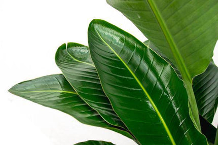 Strelitzia Nicolai – Baumstrelitzie – Zimmerpflanze 250cm – Ø40cm – Weißer Paradiesvogel mit großen grünen Blättern – Exotische tropische Kübelpflanze – Für helle Innenräume & geschützte Außenbereiche