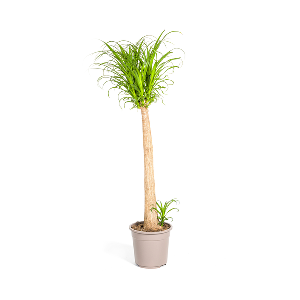 Beaucarnea Recurvata – Elefantenfuß – Zimmerpflanze – Ø27cm – ↕120cm – Pflegeleichte Sukkulente mit markantem Stamm – Luftreinigende Pflanze für Zuhause & Büro