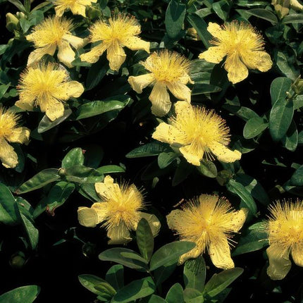 Hypericum calycinum – Großkelchiges Johanniskraut – Ø9cm – ↕10-25cm – 12 Pflanzen – Bodendecker & pflegeleicht – gelbe Blüten von Juli–September