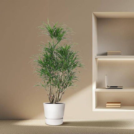 Drachenbaum – Dracaena Anita 160cm – Ø31cm – Verzweigte Zimmerpflanze mit schmalen grünen Blättern – Pflegeleichte Grünpflanze für Wohnzimmer, Büro & Wintergarten