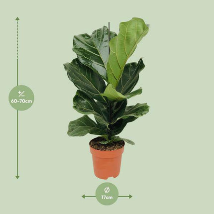 Geigen – Feige (Ficus lyrata) Zimmerpflanze Ø17cm ↕75cm – pflegeleichte Grünpflanze für Wohnzimmer, Büro & helle Standorte kaufen