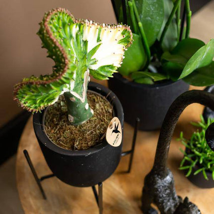 Pflanzenständer Metall Schwarz – Ø12cm – Höhenverstellbarer Pflanzenfuß 18,5cm – Deko – Halter für Zimmerpflanzen – Stilvolle Pflanzen – Erhöhung