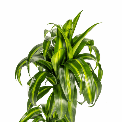 Dracaena Deremensis Hawaiian Sunshine – Drachenbaum – Ø19cm – ↕70-90cm – Tropische Zimmerpflanze mit zweifarbigen Blättern – Pflegeleicht & luftreinigend