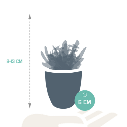Sukkulenten Mix – 5 Pflanzen– Ø5,5cm Zimmerpflanzen im weißen Glas – Verschiedene Mini-Sukkulenten im Übertopf – Pflegeleichte Pflanzen für Fensterbank, Büro & Wohnzimmer