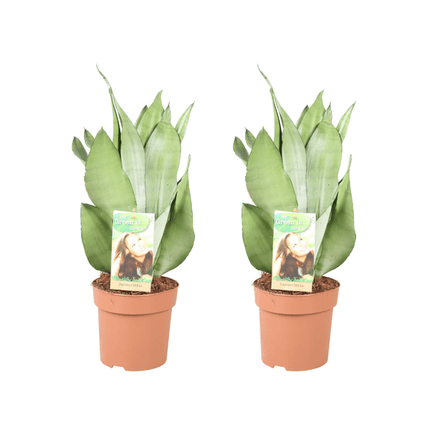 Sansevieria Moonshine – Bogenhanf – 2 Pflanzen – Zimmerpflanze – Ø14cm – ↕40cm – Luftreinigend & pflegeleicht – Für Wohnzimmer Büro Schlafzimmer