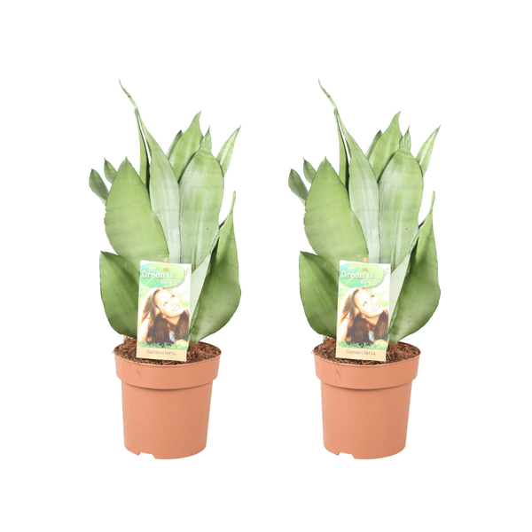 Sansevieria Moonshine – Bogenhanf – 2 Pflanzen – Zimmerpflanze – Ø14cm – ↕40cm – Luftreinigend & pflegeleicht – Für Wohnzimmer Büro Schlafzimmer
