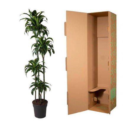 Drachenbaum – Dracaena Dorado 170cm – Ø27cm – Zimmerpflanze mit gold-grünen Blättern – Tropische Dekopflanze für Wohnzimmer, Büro & Wintergarten – Pflegeleicht