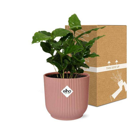 Kaffee Pflanze – Coffea Arabica – Zimmerpflanze im Topf Vibes Fold 14cm Rosa – tropische Kaffeepflanze für Zuhause & Büro