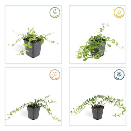 Kleines Immergrün – Vinca minor – ↕10-25cm – Ø9cm – 40 Pflanzen – Blauer Bodendecker – Sonnig & Schattig – Pflegeleicht