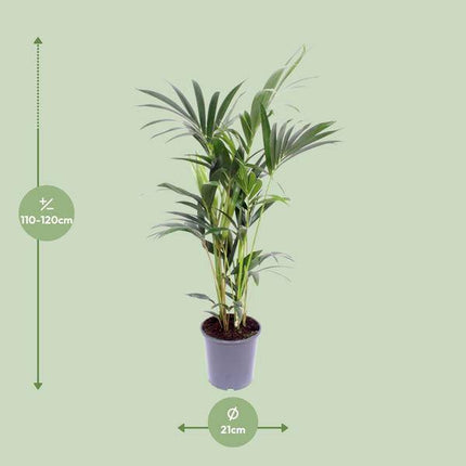 Kentia-Palme – Howea forsteriana – Zimmerpflanze – Ø21cm – ↕120cm – elegante Grünpflanze für Wohnzimmer, Büro & Schlafzimmer – tropische Palme pflegeleicht