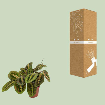 Maranta Fascinator – Pfeilwurz – Zimmerpflanze – Ø12cm – ↕30cm Höhe – Pflegeleicht – Bewegliche Blätter – Halbschatten – Tropische Grünpflanze