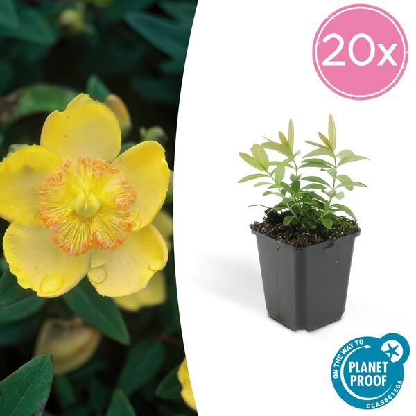 Großkelchiges Johanniskraut Hypericum calycinum – 20 Pflanzen – Bodendecker Staude – ↕10-25cm – Ø9cm – pflegeleicht & sonnentolerant