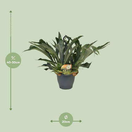 Geweihfarn – Platycerium bifurcatum – Hirschgeweihfarn – Ø21cm – Höhe ca. 50cm – Pflegeleichte tropische Zimmerpflanze – Exotischer Farn für Innenräume