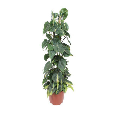 Philodendron Scandens Brasil – Baumfreund – Zimmerpflanze – Ø24cm – ↕120cm – Herzblattpflanze mit grün-gelben Blättern – pflegeleicht & luftreinigend – tropische Hängepflanze für Zuhause & Büro