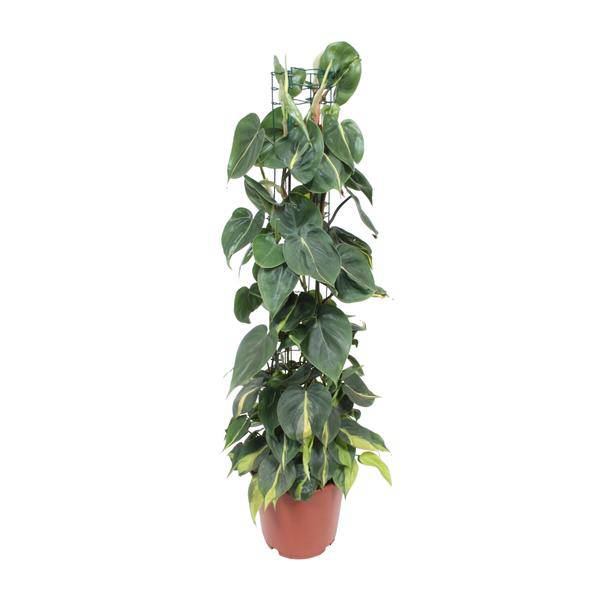 Philodendron Scandens Brasil – Baumfreund – Zimmerpflanze – Ø24cm – ↕120cm – Herzblattpflanze mit grün-gelben Blättern – pflegeleicht & luftreinigend – tropische Hängepflanze für Zuhause & Büro