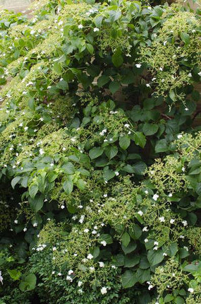 Kletter-Hortensie – Hydrangea petiolaris – 4 Pflanzen – Ø15cm – ca. 65cm hoch – Winterharte Kletterpflanze mit weißen Blüten für Garten, Pergola & Hauswand