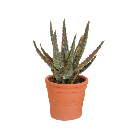 Aloe Zebrina Dannyz – Ø10,5cm Zimmerpflanze im mediterranen Terrakotta – Topf – Sukkulente mit sternförmigen Blättern & orangefarbenen Akzenten