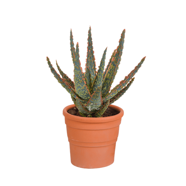 Aloe Zebrina Dannyz – Ø10,5cm Zimmerpflanze im mediterranen Terrakotta – Topf – Sukkulente mit sternförmigen Blättern & orangefarbenen Akzenten