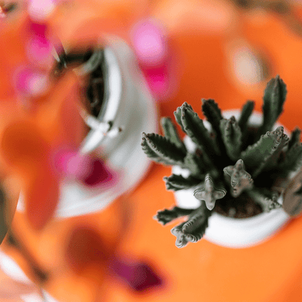 Aasblume – Stapelia – Zimmerpflanze –  Ø6cm – Exotische & pflegeleichte Sukkulente – Seltene Kaktusart für Wohnzimmer, Büro & Pflanzenliebhaber