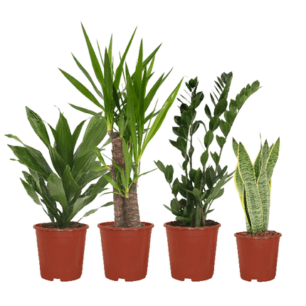 Pflanzkasten Easy – 4 pflegeleichte Zimmerpflanzen – Sansevieria, Yucca, Zamioculcas & Dracaena – Verschiedene Höhen 40-85cm – Ø14 – Ø17