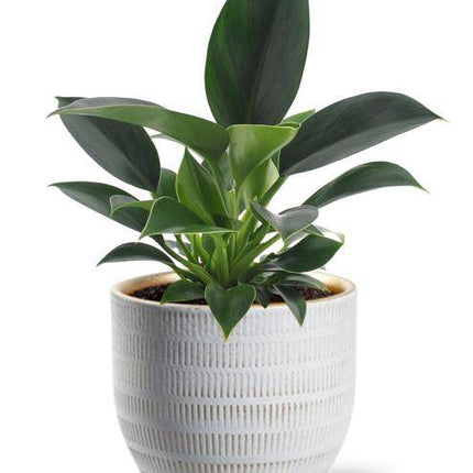 Philodendron Green Princess – Baumfreund – Zimmerpflanze Ø12cm ↕25cm – Pflegeleicht – inkl. Beau Topf Weiß Ø14x13cm