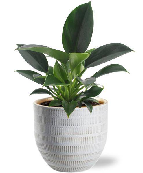 Philodendron Green Princess – Baumfreund – Zimmerpflanze Ø12cm ↕25cm – Pflegeleicht – inkl. Beau Topf Weiß Ø14x13cm