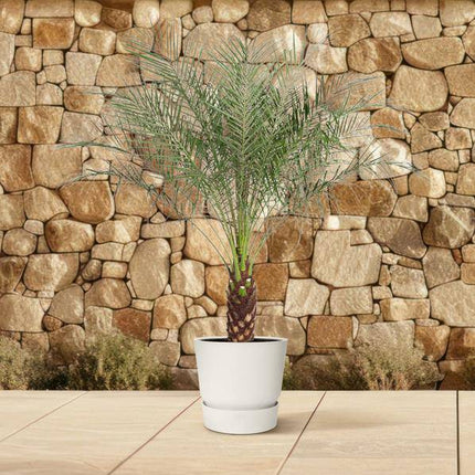 Zwerg-Dattelpalme – Phoenix Roebelenii – Zimmerpflanze – 170 cm hoch – Ø30 cm – Exotische Palme für Wohnzimmer & Büro – Pflegeleicht & dekorativ