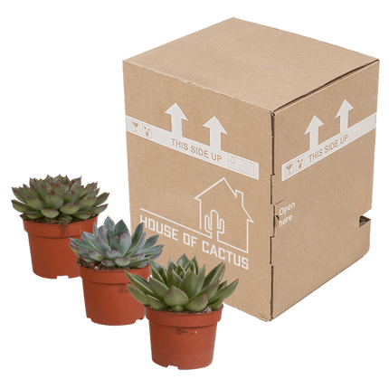 Steinrose Echeveria Mix – 3 Pflanzen Ø10,5cm – Farbenfrohe Sukkulenten – Zimmerpflanzen – Pflegeleicht & dekorativ – Direkt vom Erzeuger