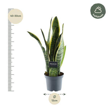 Sansevieria Laurentii – Bogenhanf – Zimmerpflanze – Pflegeleichte Grünpflanze – Luftreinigend – Exotische Blattschmuckpflanze – Ø12cm – ↕45cm