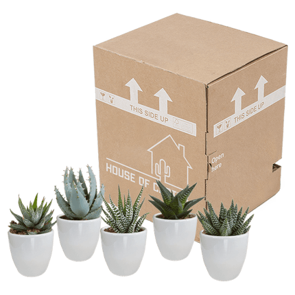 Sukkulenten Mix Gasteria & Haworthia – 5 Pflanzen – Ø5,5cm Zimmerpflanzen im weißen Topf – Verschiedene Mini-Sukkulenten – Pflegeleichte Pflanzen für Fensterbank, Büro & Wohnzimmer