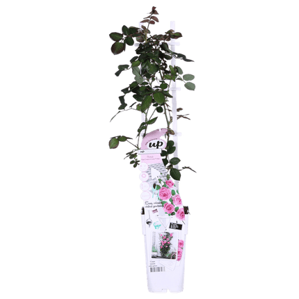 Kletterrose – Rose Crazy in Love 'Pink' – 3 Pflanzen – Ø15cm – Höhe ca. 65cm – Duftende & reich blühende rosa Rosen – Romantische Gartenrosen für Pergola, Zaun & Terrasse