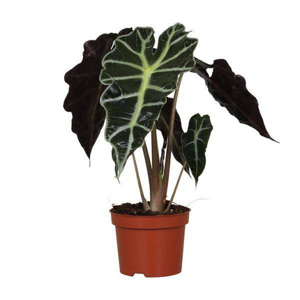 Pfeilblatt – Alocasia Amazonica Polly – Zimmerpflanze – Ø12cm – ↕30cm – exotische Tropenpflanze mit dekorativen Blättern – pflegeleichte Grünpflanze für Zuhause & Büro