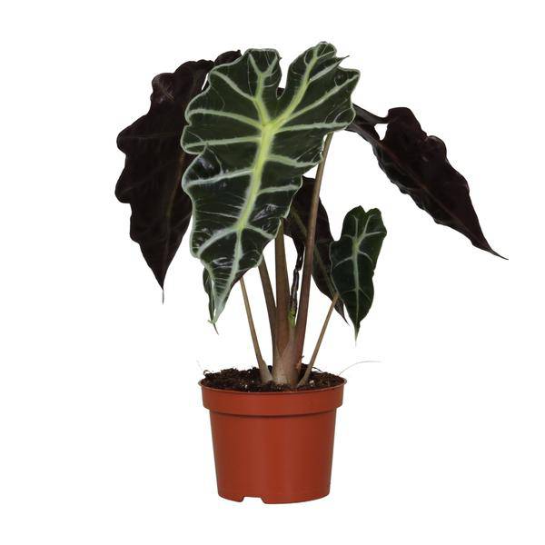 Pfeilblatt – Alocasia Amazonica Polly – Zimmerpflanze – Ø12cm – ↕30cm – exotische Tropenpflanze mit dekorativen Blättern – pflegeleichte Grünpflanze für Zuhause & Büro