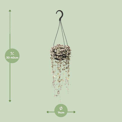 Leuchterblume – Ceropegia Linearis ssp. Woodii Variegata – Zimmerpflanze – Ø14cm – ca. 38cm hoch – hängende Sukkulente mit herzförmigen Blättern